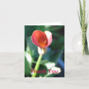 Search for calla lilly cards Flowers
