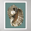 Search for sea wall posters Conch seashell