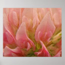 Search for clover posters Nature