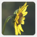 Search for black eyed susan stickers Wildflower