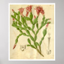 Search for christmas cactus posters Floral