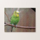 Search for budgie puzzles Parrot