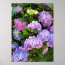 Search for hydrangea posters Blue