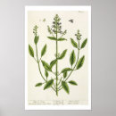 Search for blackwells posters Flowers