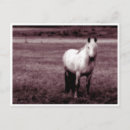 Search for blank note postcards Cute