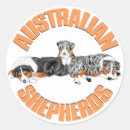 Search for australian shepherd stickers Herding