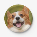Search for dog paper plates Pet