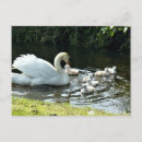 Search for waterfowl postcards White