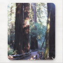Search for forest path electronics Redwood