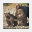 Search for sows magnets Alaska