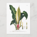 Search for arum Botany