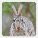 Search for texas desert stickers Nature