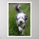 Search for tall grass posters Photograph