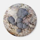 Search for carbon magnets Black