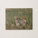 Search for baby cheetah toy games Wildlife