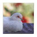 Search for dove bird tiles Animal