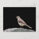Search for mockingbird postcards Nature