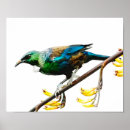 Search for flax posters Tui