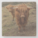 Search for cow coasters Scotland
