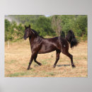 Search for mustang posters Animal