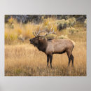 Search for cervus posters Bugling