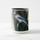 Search for blue jay birds mugs Nature photography