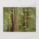 Search for sempervirens Tree trunk