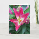 Search for stargazer lily birthday cards Flower