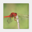 Search for reservation magnets Nature