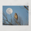 Search for owl ears postcards Nature