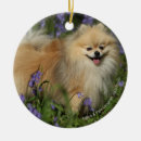 Search for dwarf christmas tree decorations Looking at camera