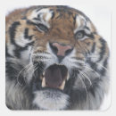 Search for snarling stickers Aggression