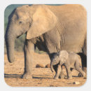 Search for elephant photo stickers African bush elephant