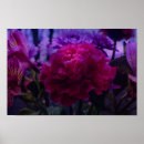Search for carnations posters Pink