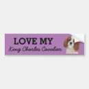 Search for cavalier bumper stickers Pets