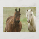 Search for equines postcards Bay