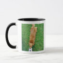 Search for high angle view mugs Domestic animals
