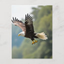 Search for eagle feather postcards Animal
