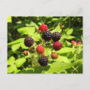 Search for raspberry postcards Plant