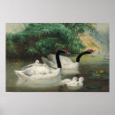 Search for black swan posters Vintage