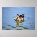 Search for mallard duck painting posters Ducks