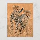 Search for acinonyx jubatus postcards Big cat