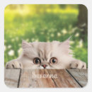 Search for persian kittens stickers Cute