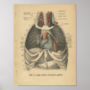 Search for anatomical heart art Medical
