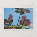 Search for north carolina postcards Greetings from