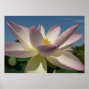 Search for blue lotus posters Floral