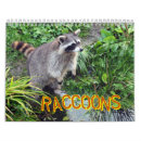 Search for trashed office supplies Racoon