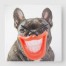 Search for frenchies photography Cute