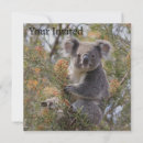 Search for cuddly invitations Koala