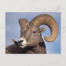 Search for steve kazlowski postcards Fauna